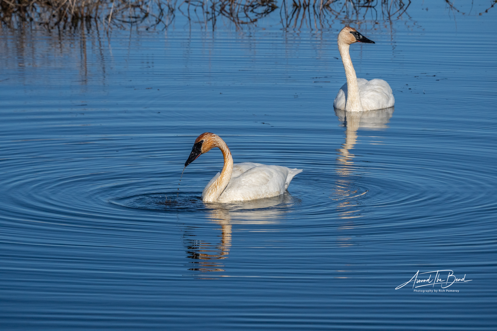 Cropping For Wildlife with Bonus for iPhone and Android Users